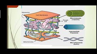 Cytoskeleton #Lesson 2# Biology #Class9#Cells And Tissues.