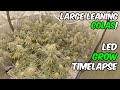 Blue gelato 41 growing weed time lapse with tsl2000 led lights