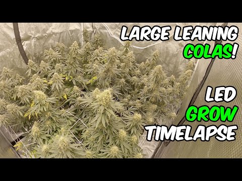 Very Lemon Haze Marijuana Seed products by Green house Seeds Buy Super Orange Haze Cannabis Seed Discreet Seeds the brand new UK's Best Marijuana Seed Seedbank