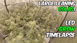 Blue Gelato 41 Growing Weed TIME LAPSE with TSL2000 LED Lights