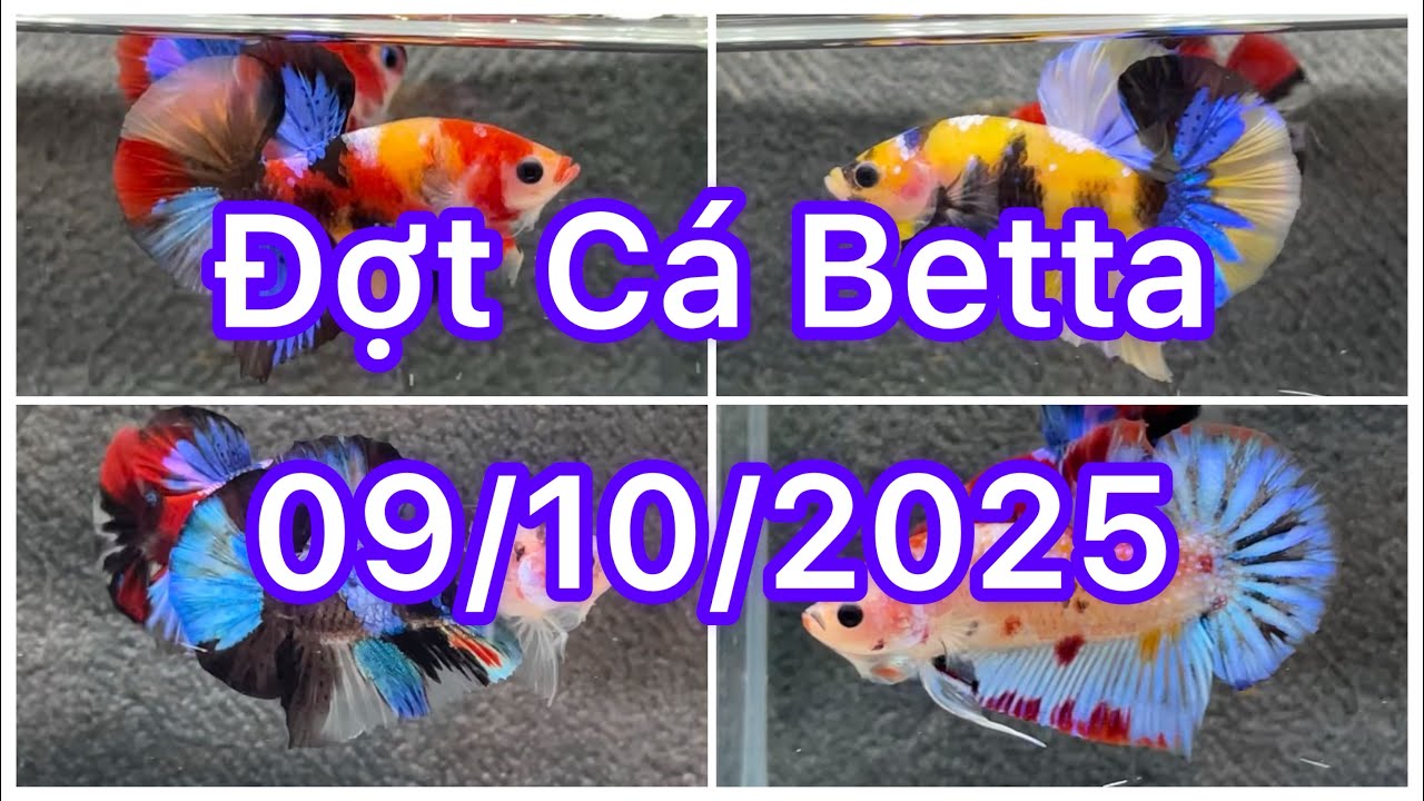 Đợt Cá Betta 09/10🍀🌈Betta Multicolour | Betta Nemo| Betta GLX | Metalic Giant | Tuyển chọn bình dân