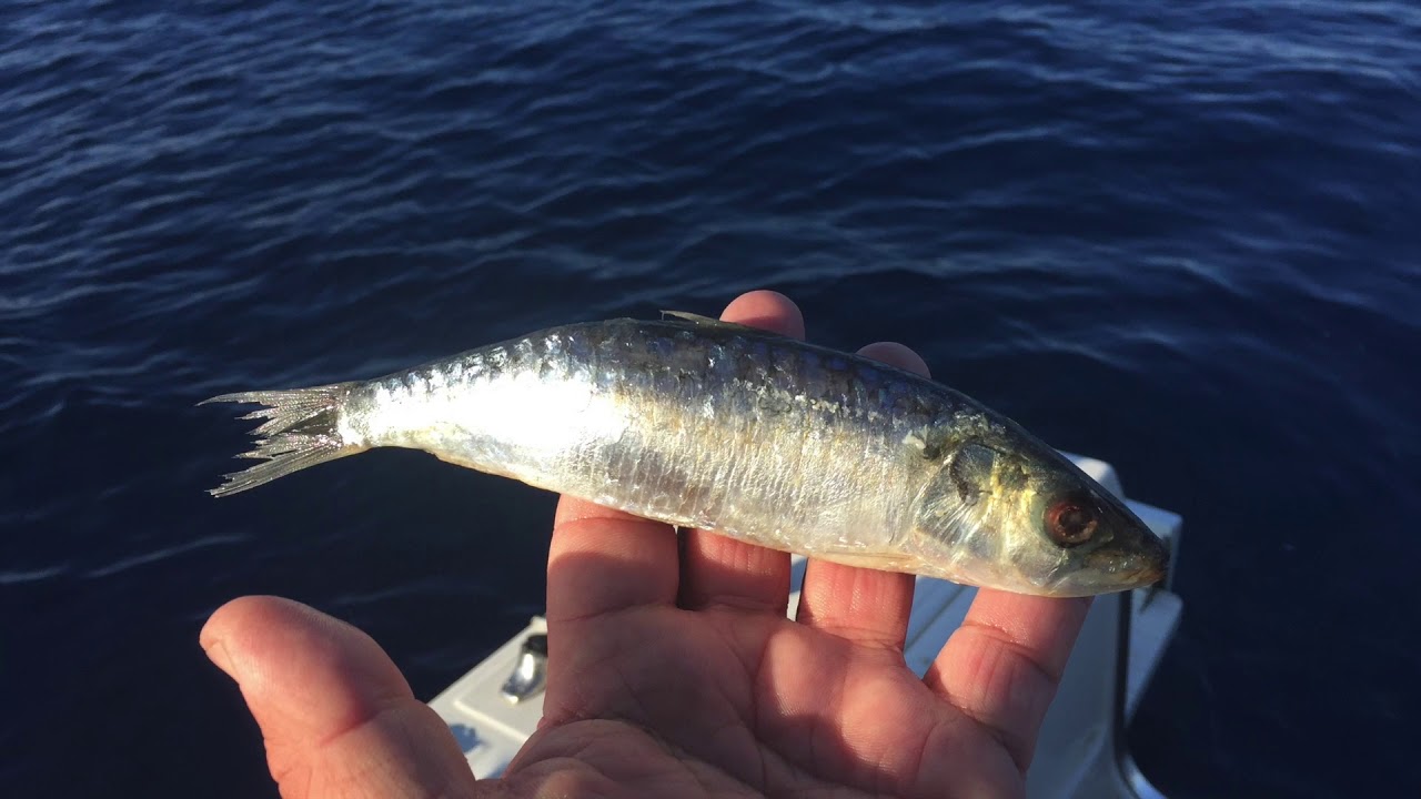 Pêche au broumé, détection et départ en direct.