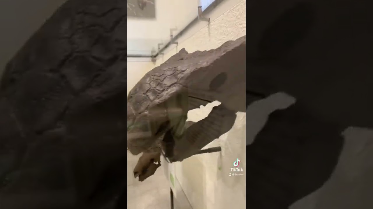 INCREDIBLE DINOSAUR SKULL FOSSIL!!! 
