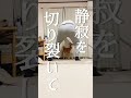 柴犬こむぎとバケモノの子【あるじのステップ】
