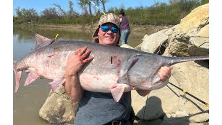 6 paddlefish caught in the Missouri and Yellowstone Rivers