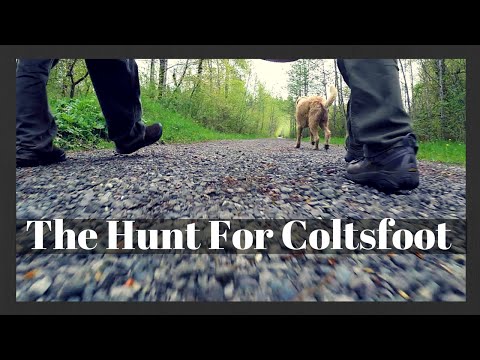 Video: Coltsfoot