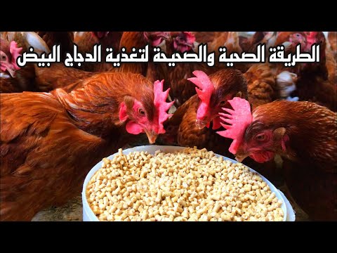 فيديو: تربية الدجاج: نظام غذائي للطبقات
