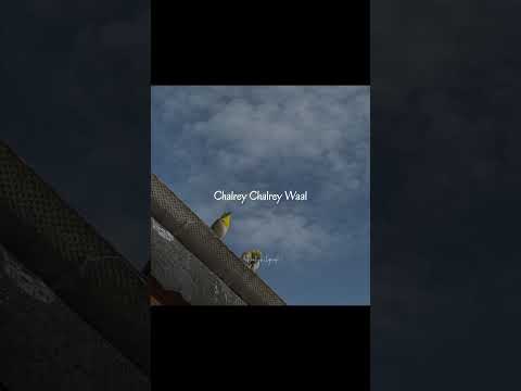 Chalrey Chalrey Waal by Aesthetics Lyrics