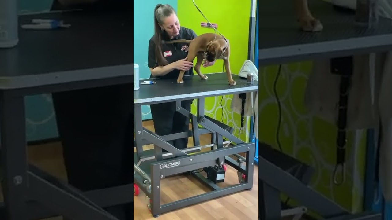 boxer dog puppy at the groomers