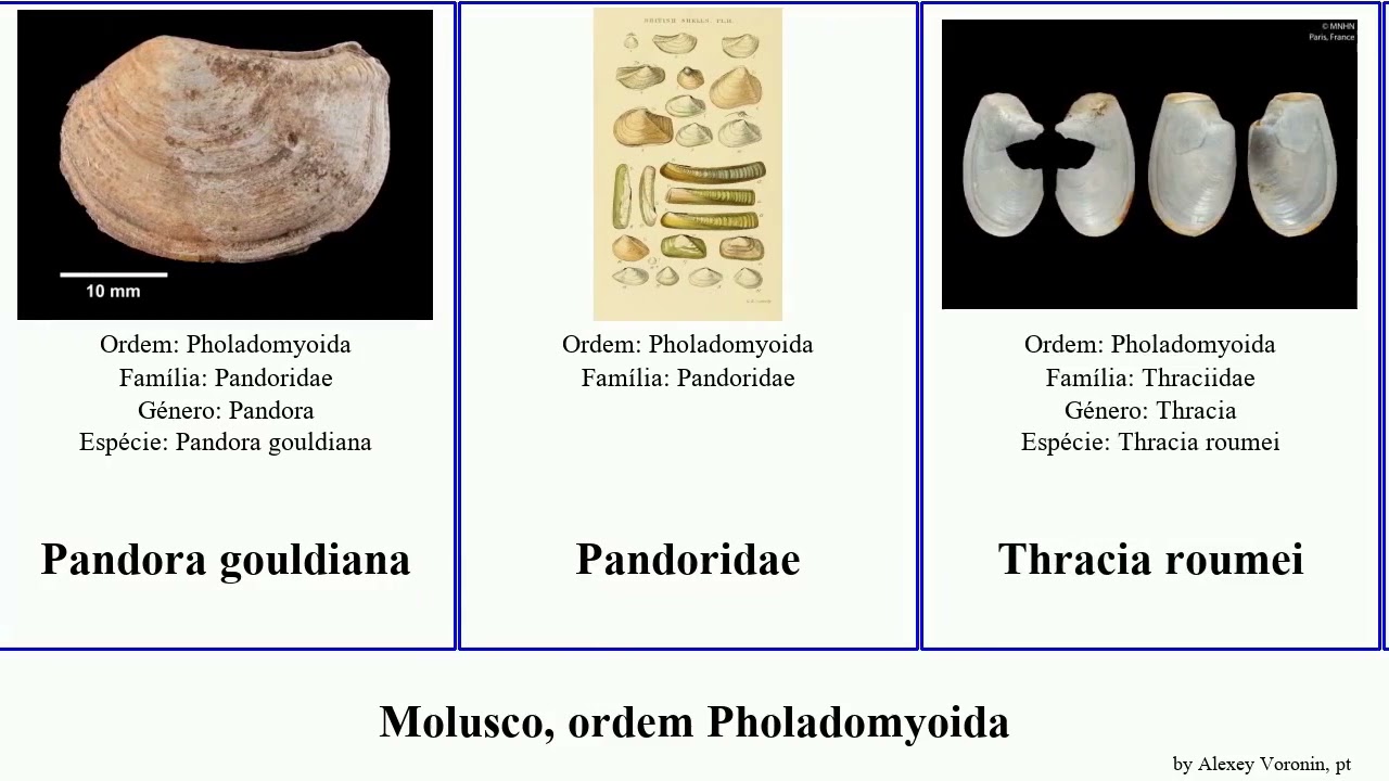 Molusco, ordem Pholadomyoida tropidophora mollusca fimbriata Cuspidariidae Pandoridae roumei Jammy