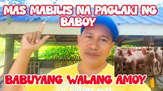 SISTEMA NG BABUYANG WALANG AMOY ✅ BACKYARD PIGGERY FARM MAS MABILIS LUMAKI ANG BABOY