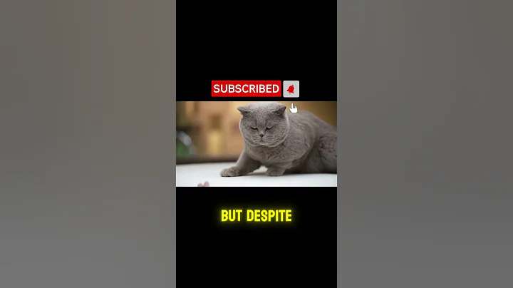 Video 11231201: british shorthair cat, british shorthair face