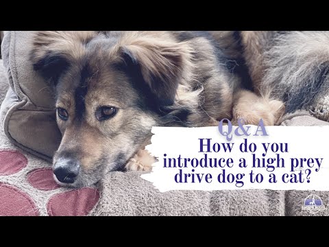 How Do You Introduce A High Prey Drive Dog To A Cat? (The Answer Might Surprise You!)