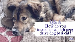 Famous HOW DO YOU INTRODUCE A HIGH PREY DRIVE DOG TO A CAT? (The answer might surprise you!) Wealth