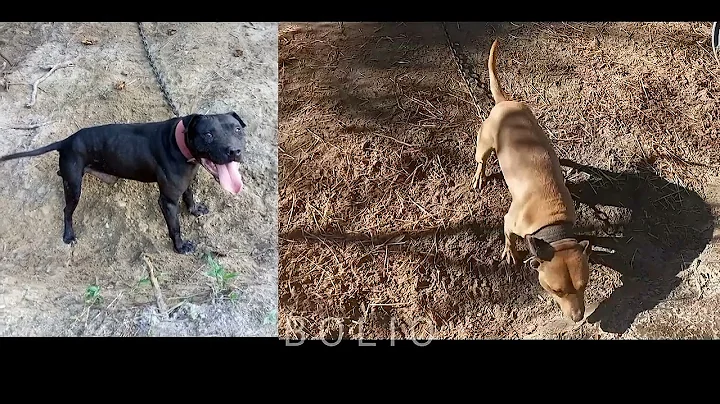 BROWNS KENNEL AMERICAN PIT BULL TERRIER GOTTA PROV...