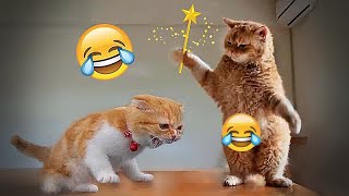 🤣🙀 Funny Dog And Cat Videos 😂🐶 New Funny Animals 2024 # 8