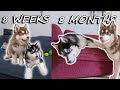 Our Husky Puppies Growing Up | 8 Weeks to 8 Months