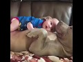 Perros Cuidando A  Bebes