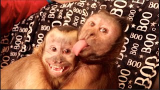 Capuchin Monkeys LOVE and EXCITED! Cute Monkey Video