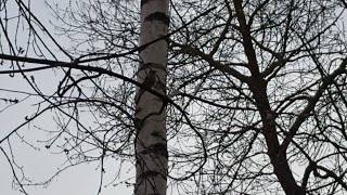 зяблик поëт и перелетает с дерево на дерево