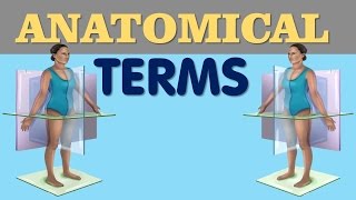 Anatomical Terms - Directional terms , Planes , Regional terms