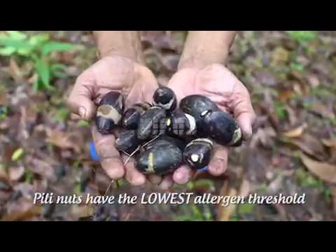 The Cracking Monkey - Pili Nuts in Azerbaijan