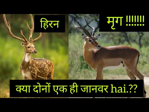 वीडियो: क्या मृग काटता है?