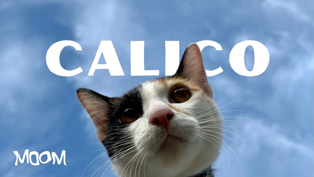 Watch Calico - moom (Official MV) on YouTube Watch Calico - moom (Official MV) on YouTube