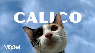 Calico - moom (Official MV) screenshot 5