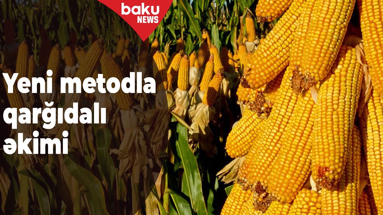 Saatlıda yeni metodla qarğıdalı yetişdiriləcək - Baku TV