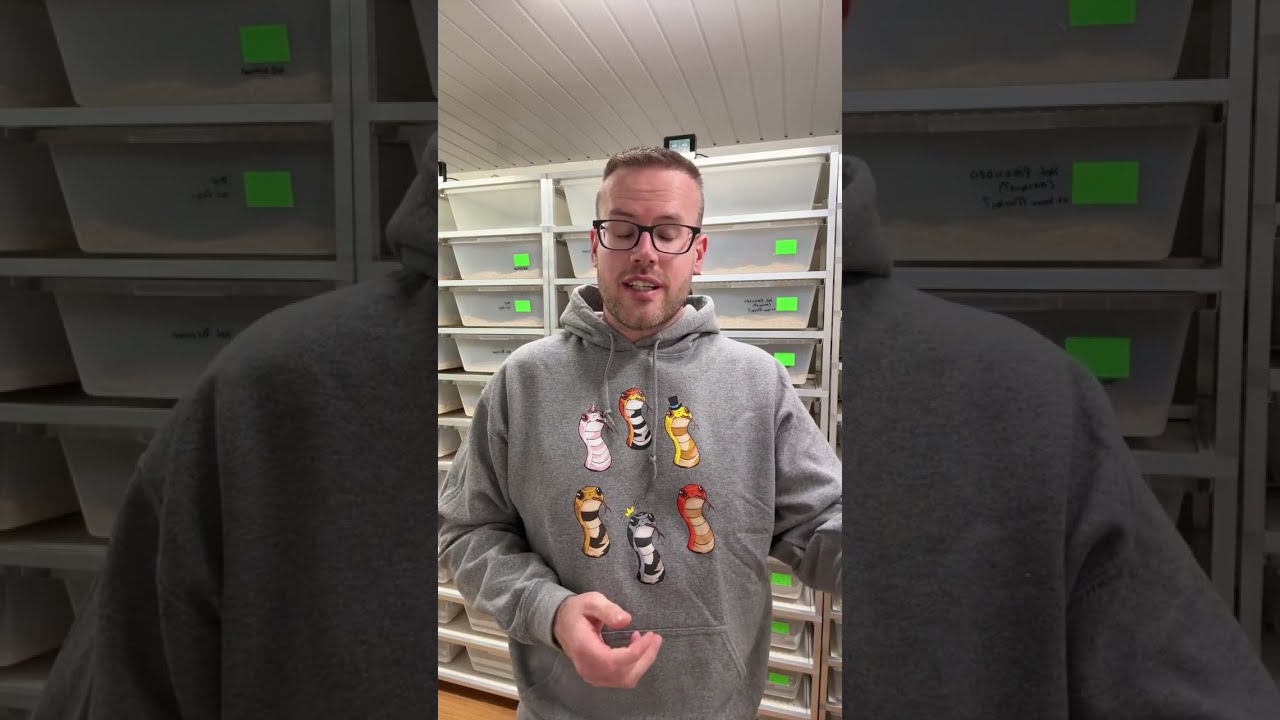 Kom jij naar Slangendag 2025?| Future-Morphs