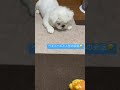 【ペキニーズ】レオが人形と会話してます笑