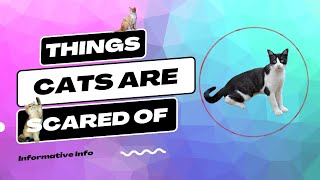 Things Cats Are Scared of — Top 10 Wizard by Top 10 Wizard 126 views 1 year ago 7 minutes, 21 seconds