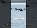 What’re you doing if a pack of curious seals check you out? This was shot while surfing in Alaska.