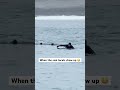 What’re you doing if a pack of curious seals check you out? This was shot while surfing in Alaska.