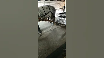 Horse Stallion 535 
