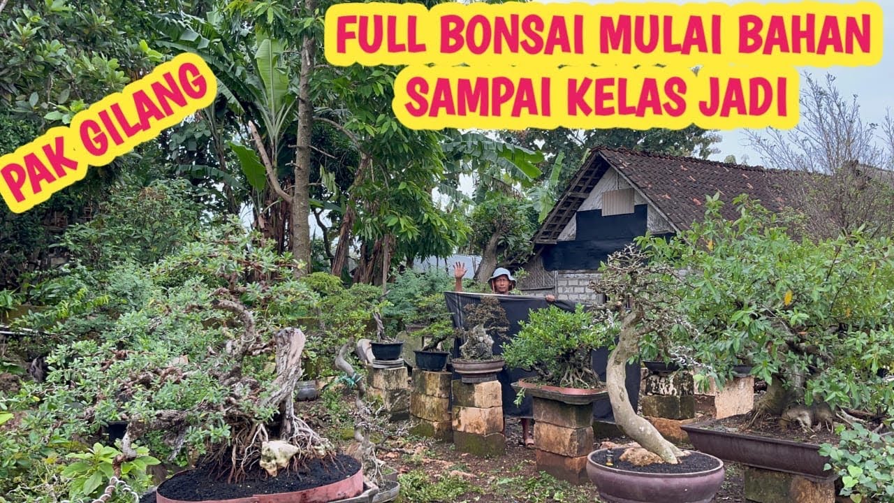 CEK HARGA” BONSAI, FULL STOK BERBAGAI JENIS POHON📞 0852-3238-7806 @JeckpaeyBonsai91 
