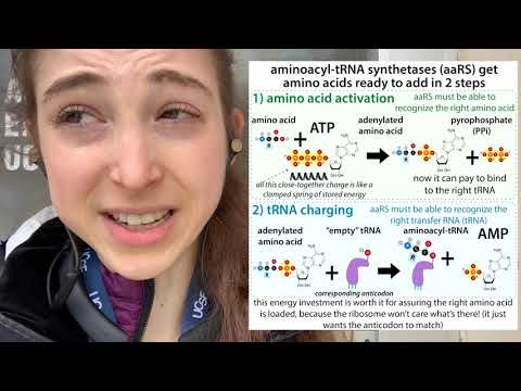 Video: Hoe wordt aminoacyl-tRNA gevormd?