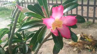 LAGU LAMPUNG, NGEPIK TANGGEH.ALM KANCIL( WAHYUDIN). CIP : WAHYUDIN, VOK : WAHYUDIN, GITARIS :DINATA.