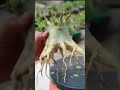Adenium Arabicum Root Selection. Desert Rose. Bonsai.