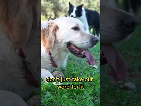 Video: Sygdomme i Labrador Retrievere