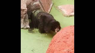 Time with animal # how to increase subscribers#how to monitize #how to get views #shorts #shortvideo