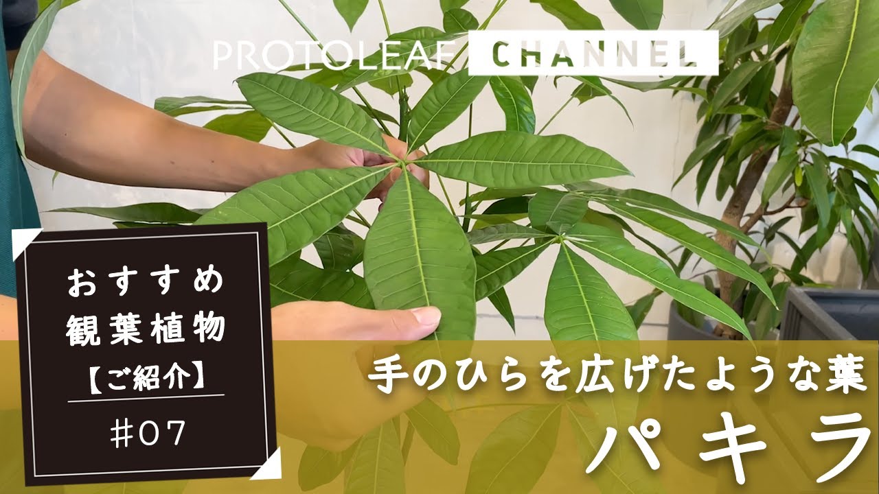 おすすめ観葉植物#07】パキラについて - YouTube