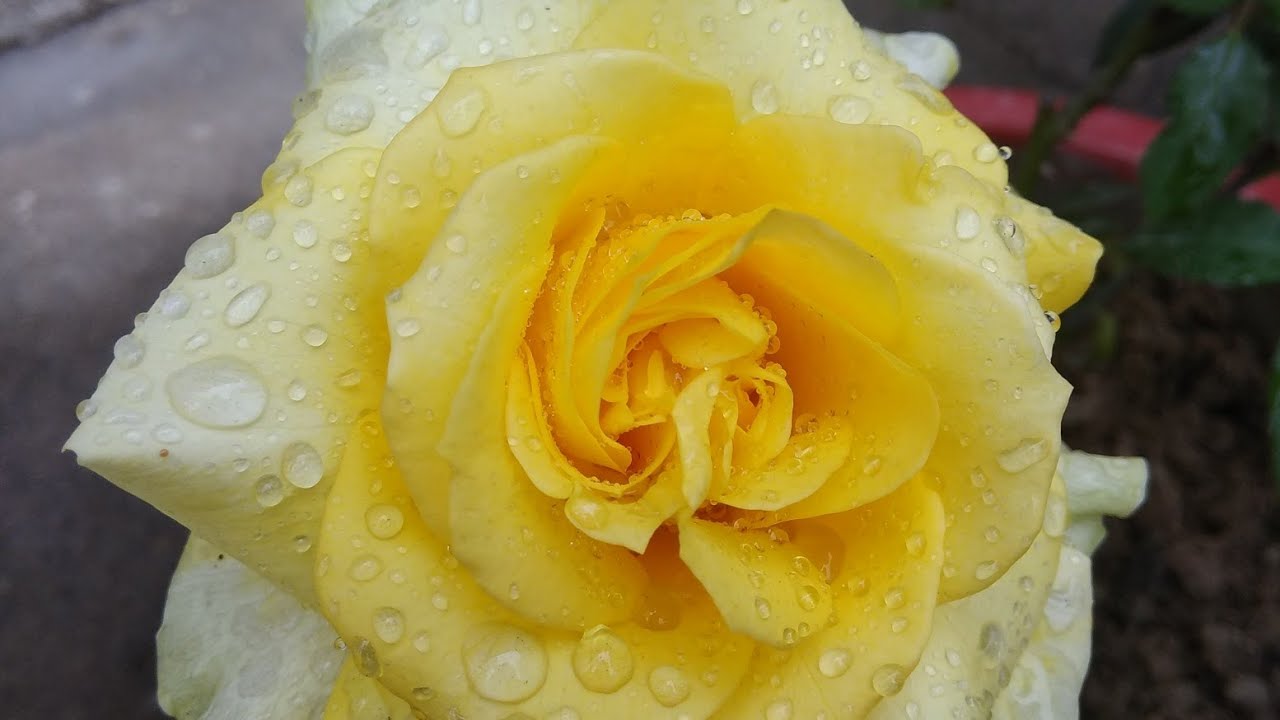 How to grow and care rose in hindi 🌹|| yellow rose care tips in hindi