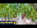 Famous Grapes Farming in Maharashtra India|Angur ki kheti in hindi