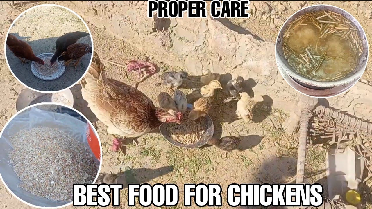 Best Food For Chickens and Proper care for chickens Daily Chickens