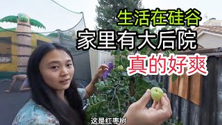 硅谷生活日常：家里有大后院，再也不用出去买水果了！