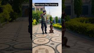 Doberman Dog Training #session #1621 #doberman #dogtraining #dog #shorts