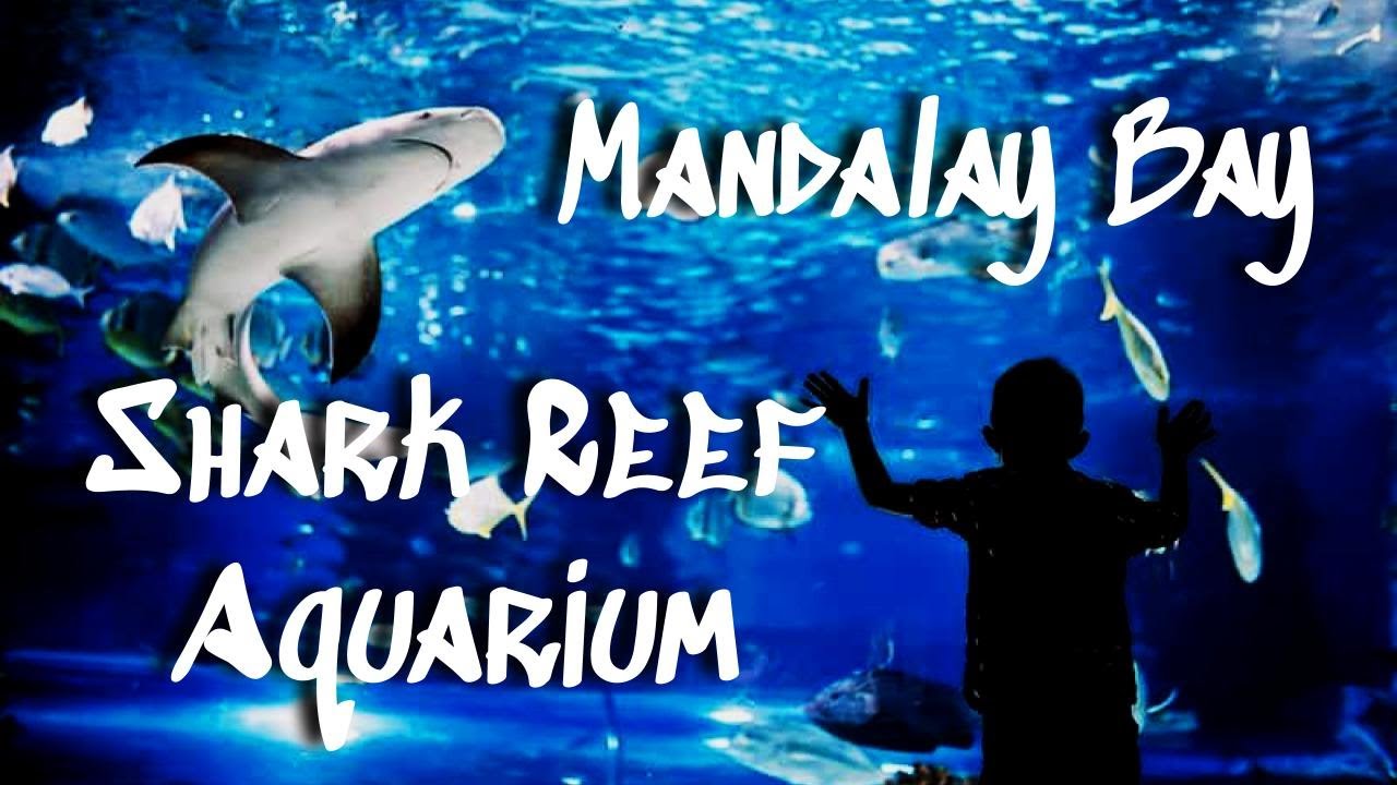 Shark Reef Aquarium with kids. Mandalay Bay, Las Vegas - Places to