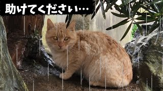 大雨の中　びしょ濡れで助けを求めてきた野良猫　茶トラ